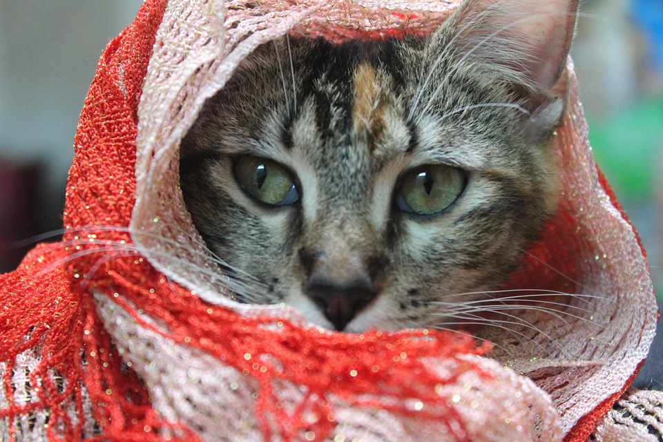 子猫 ネコ科 愛らしい Pixabayの無料写真