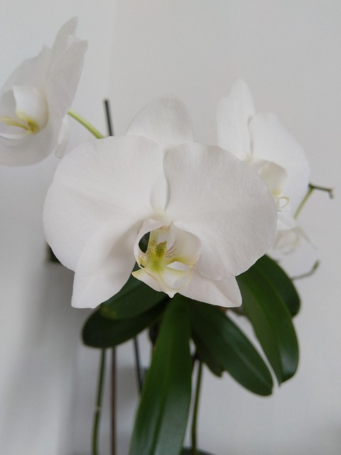Orkideer, Anlegg, Blomst, Hvit