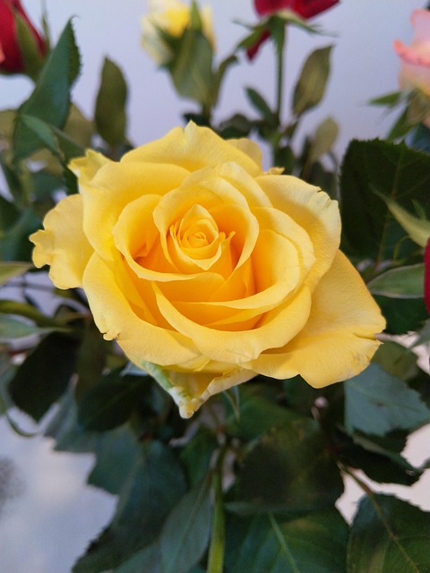 Rose, Rose Blomst, Blomst Tapet