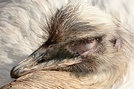 Greater Rhea, Flightless Bird