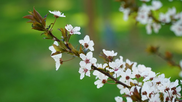 Free Cherry Blossom Spring photo and picture