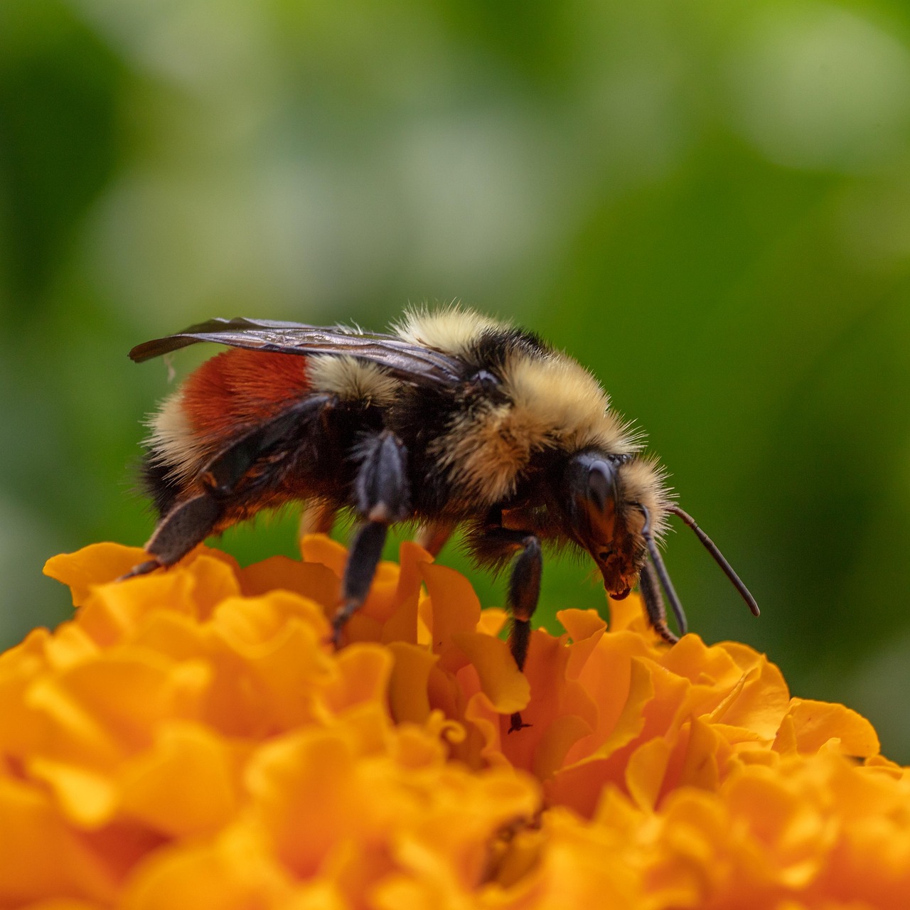 Naturaleza De Cerca Insecto - Foto gratis en Pixabay