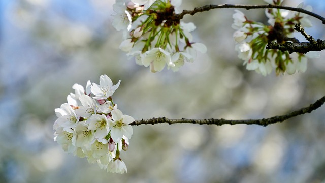 Free Cherry Blossom Japanese Cherry Blossom photo and picture