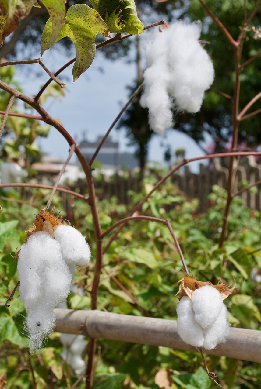 60+ Free Cotton Agricultural & Cotton Images - Pixabay