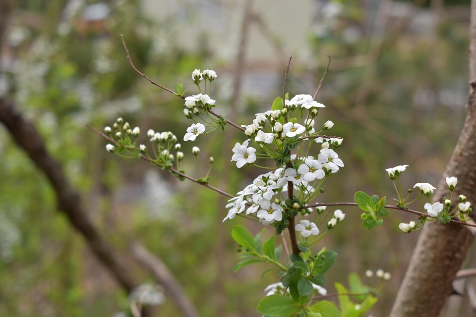 Fleur De Reine Des Pres Photo Gratuite Sur Pixabay