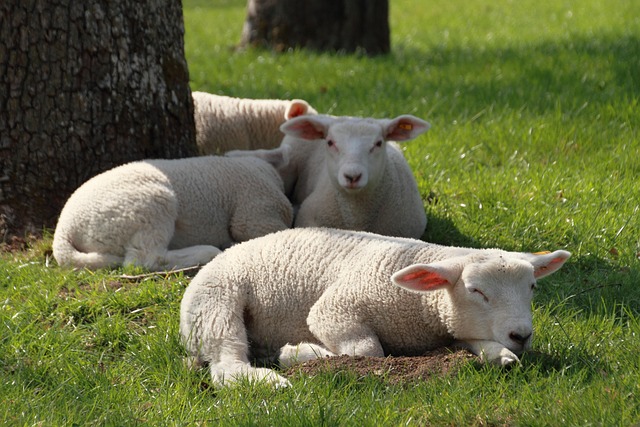 Free Easter Lamb photo and picture