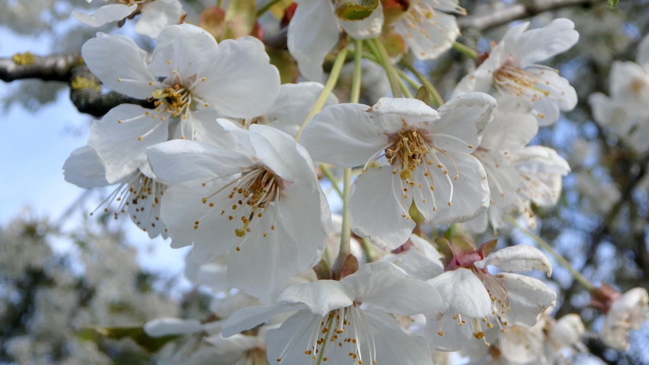 开花 春天 树开花 - Pixabay上的免费照片 - Pixabay