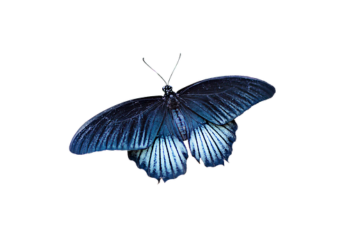 Borboleta, Natureza, Colorido, Lindo