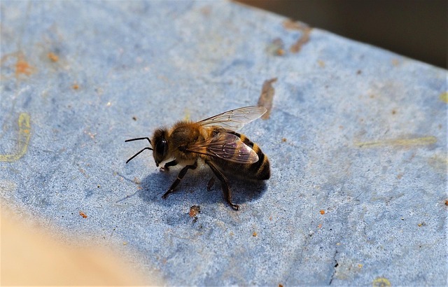 Free Bee Forager photo and picture