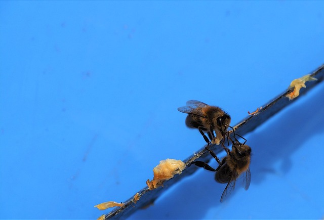 Free Bees Wax photo and picture