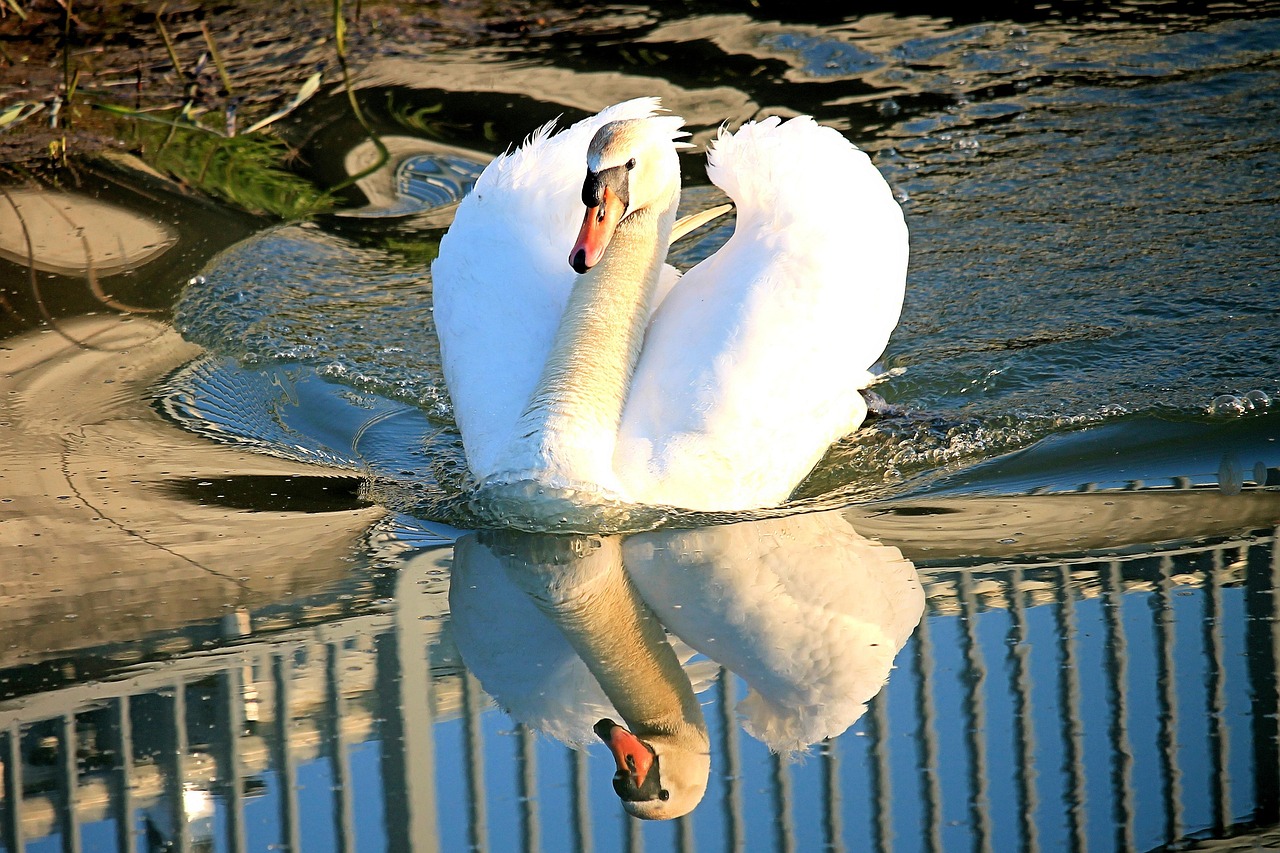 Swan Water Reflection Bird - Free photo on Pixabay