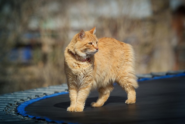 Kat, Kitty, Dyr, Kæledyr, Natur, Sød