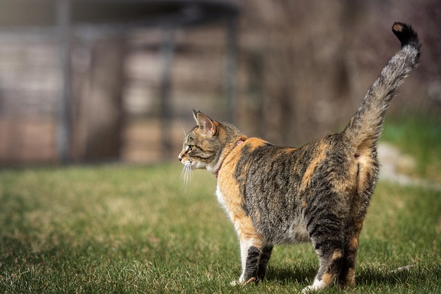 Kat, Kitty, Dyr, Kæledyr, Natur, Sød