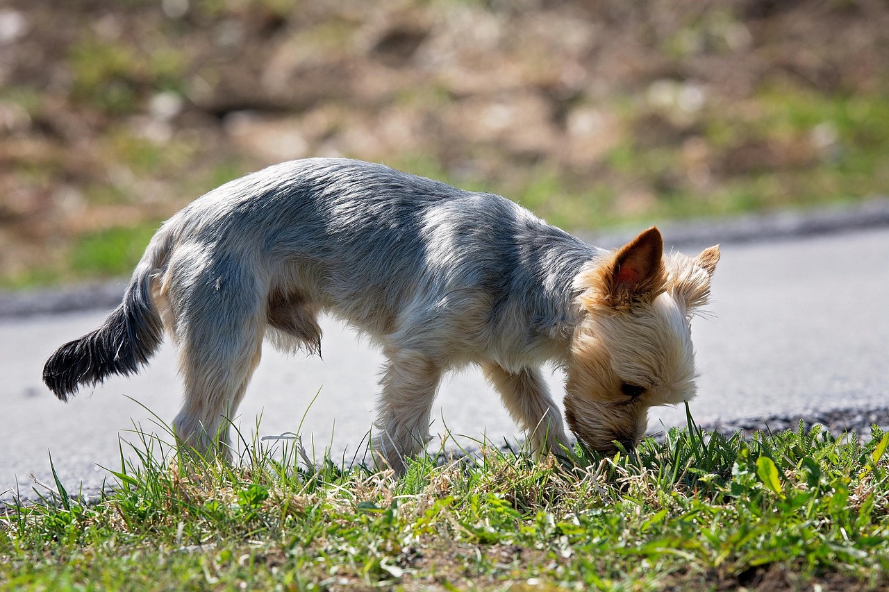 dog in grass outside