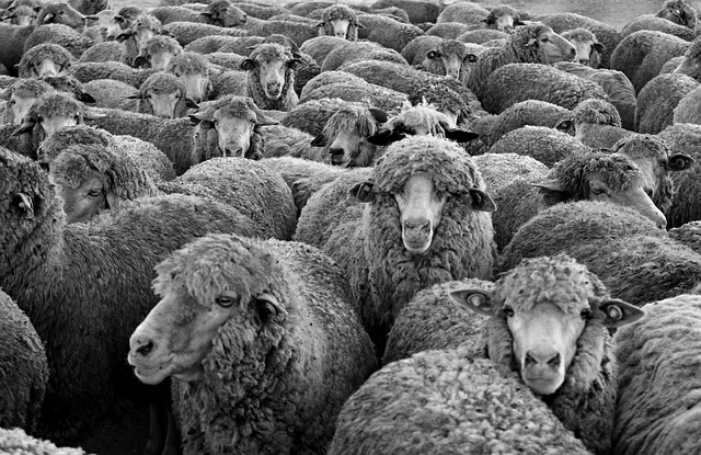Free Sheep Flock photo and picture