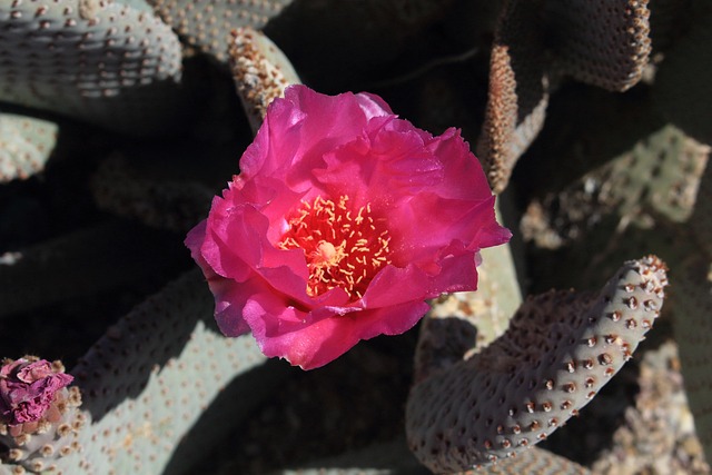 Free Beavertail Cactus photo and picture