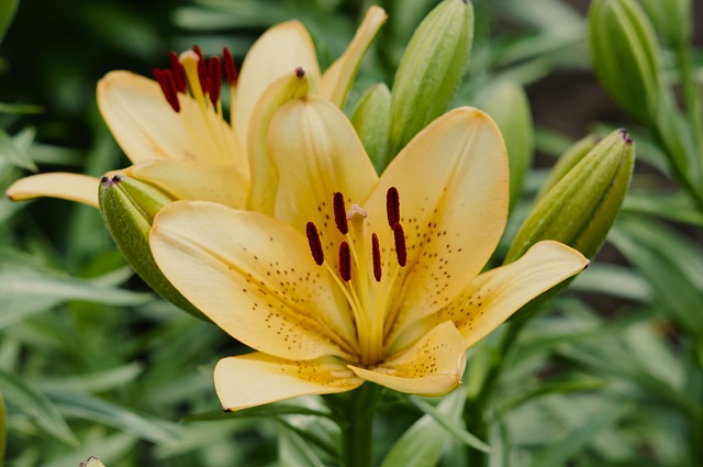 Free Flower Flowers photo and picture