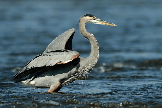 Free Great Heron Nature photo and picture