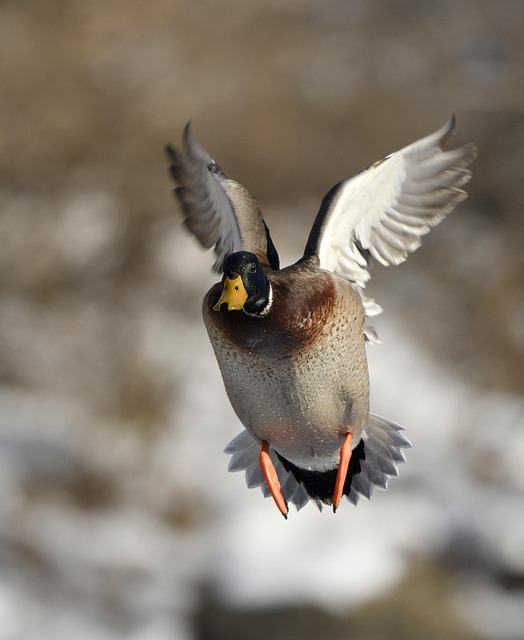 Free Duck Bird photo and picture