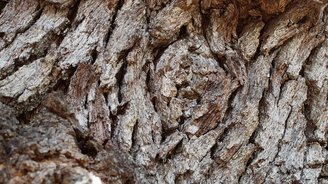 Oak Tree Nature - Free photo on Pixabay - Pixabay