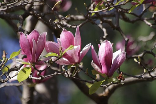 Free Magnolia My Pen Is All photo and picture