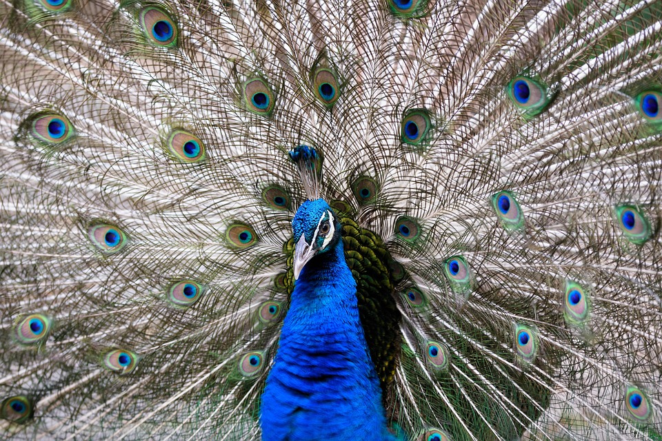 pauw vogel dierlijke - gratis foto op pixabay