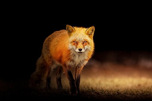 Free Fox Animal photo and picture