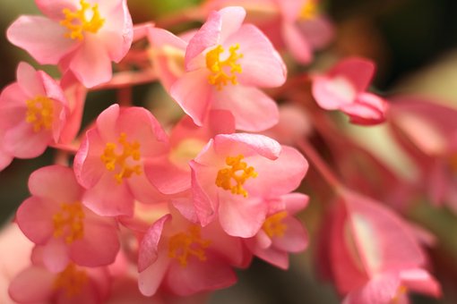 Free Flowers Flower photo and picture