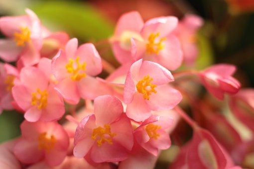 Free Flowers Flower photo and picture
