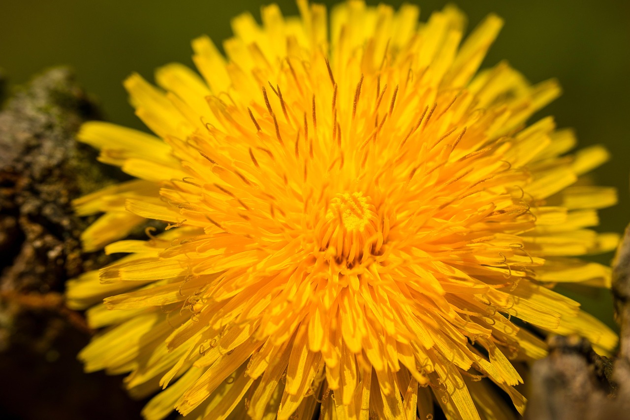 Dandelion - free online jigsaw puzzle photo