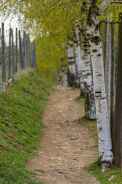 Nature Path Landscape - Free photo on Pixabay