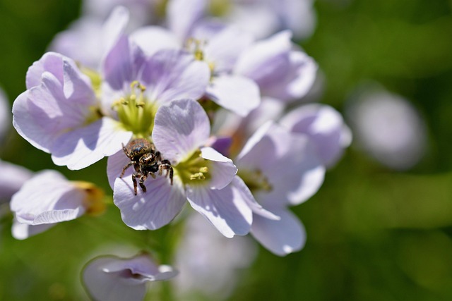 Free Spider Flowers photo and picture