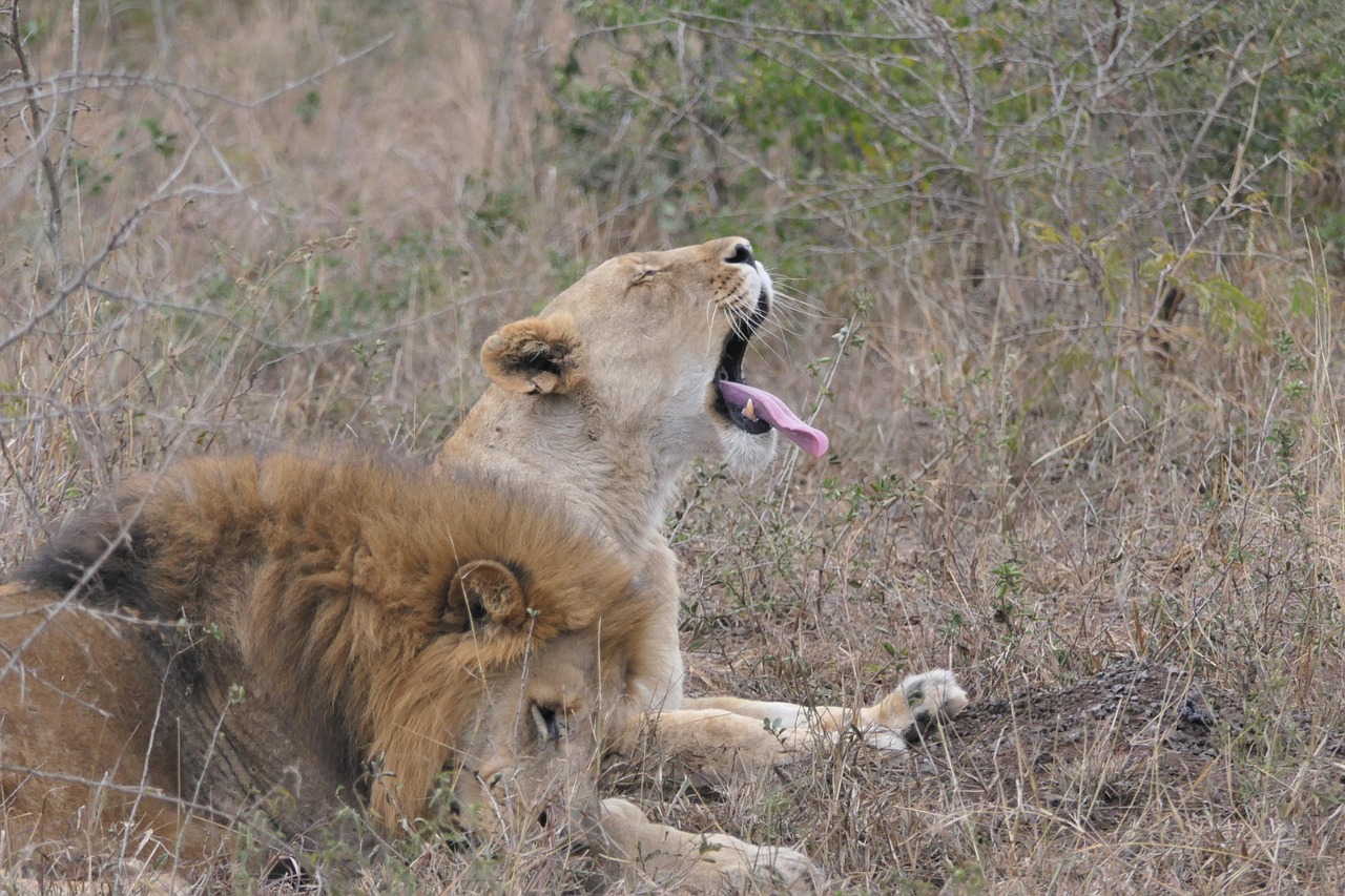l-we-afrika-safari-kostenloses-foto-auf-pixabay-pixabay