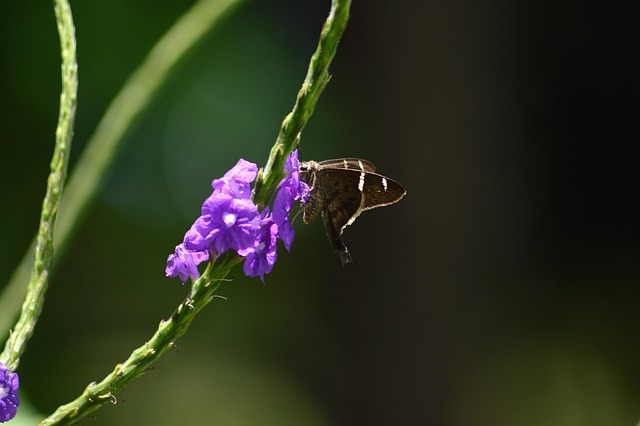 Blomst, Plante, Grøn, Blomster, Forår