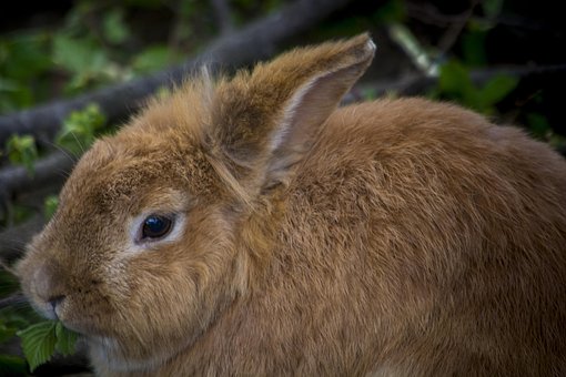 Hase, Kaninchen, Niedlich, Ostern, Tier