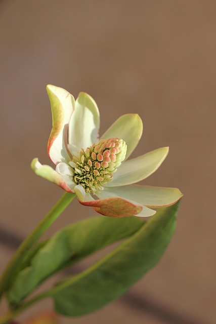 Free Aquatic Plant Flower Wallpaper photo and picture