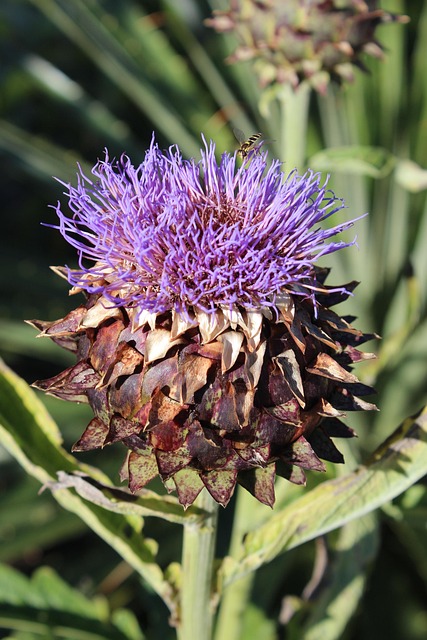 Free Globe Artichoke Purple photo and picture