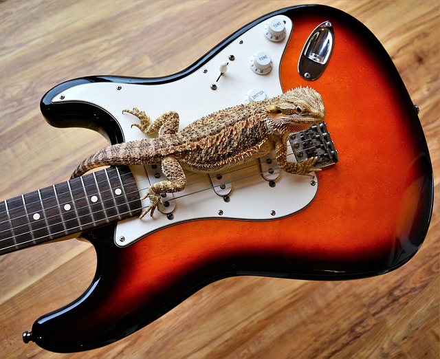 Free Bearded Dragon Lizard photo and picture