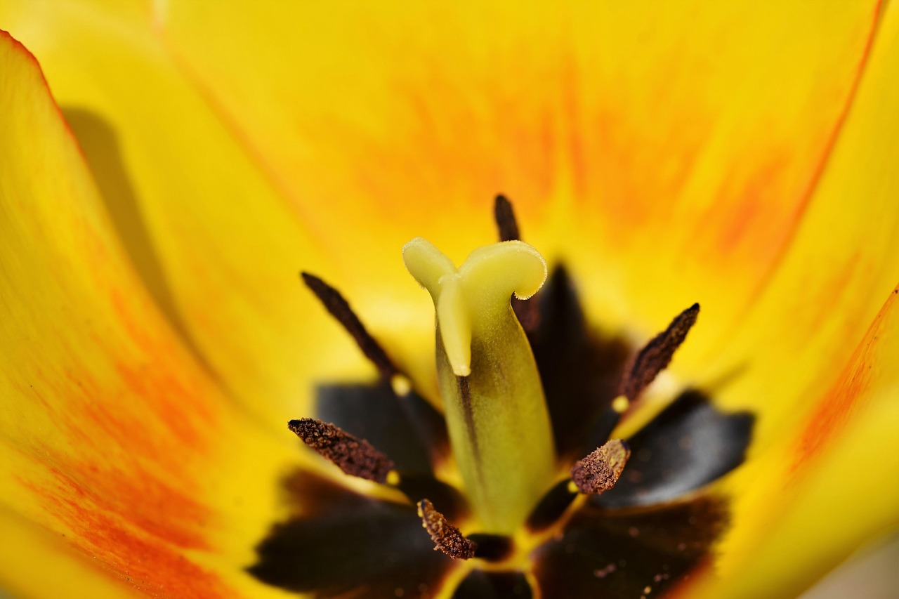 Tulip - free online jigsaw puzzle photo