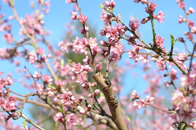 Free Spring Flower Wallpaper photo and picture
