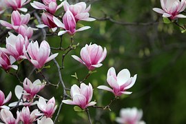 Spring, Magnolia, Flowers, Pink