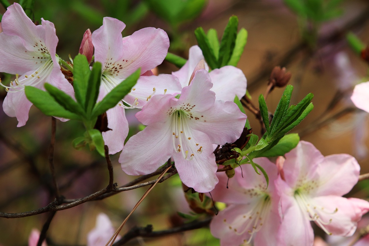 spring-4141666_1280.jpg