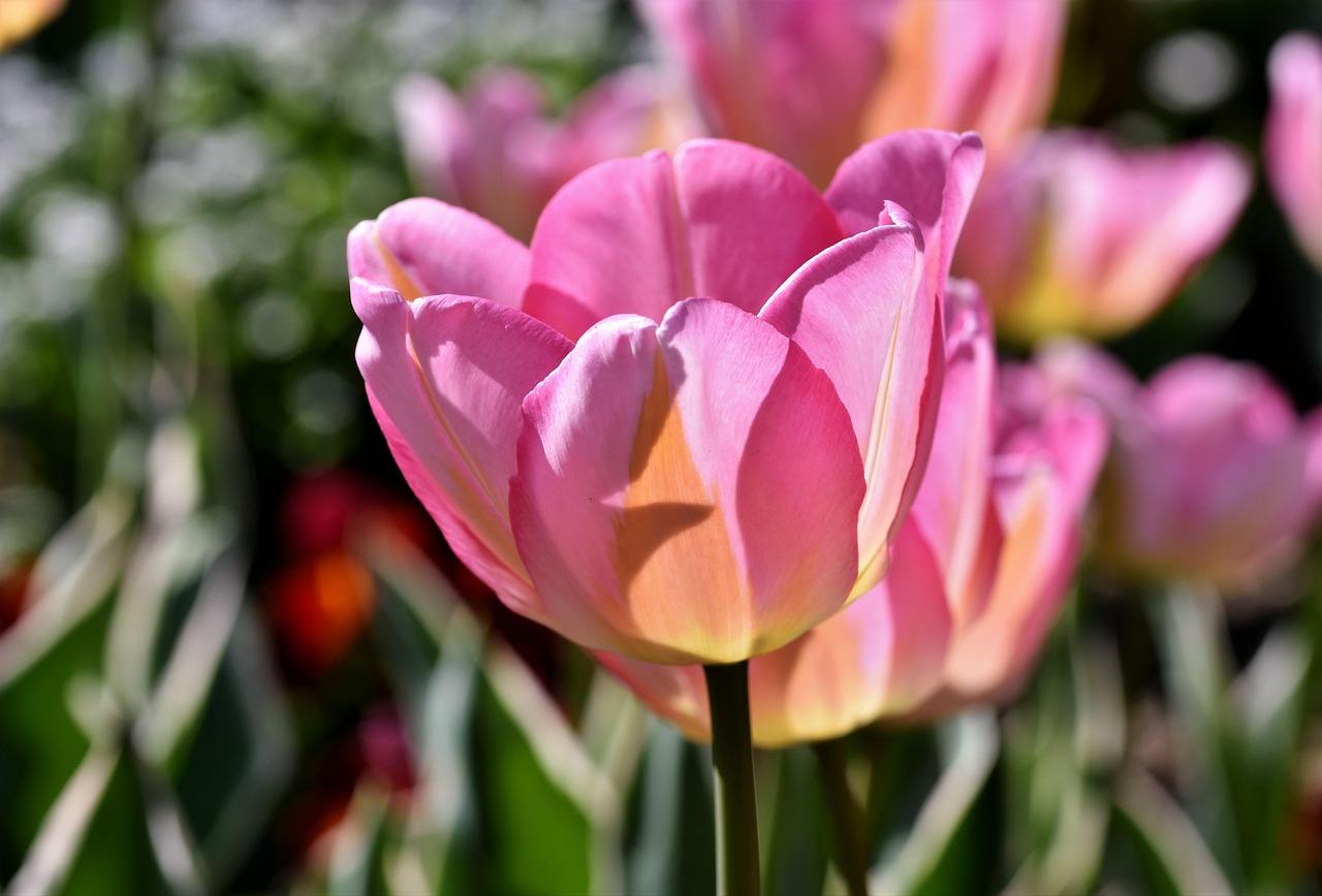 10 000 tulip pictures and photos in hi res pixabay
