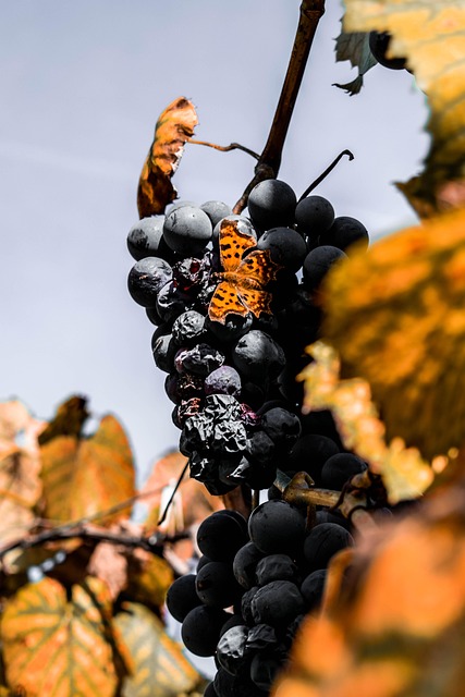 Free Autumn Grapes photo and picture