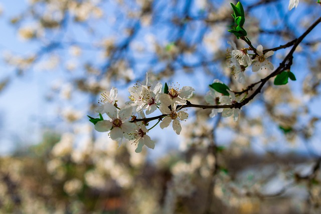 Free Nature Spring photo and picture