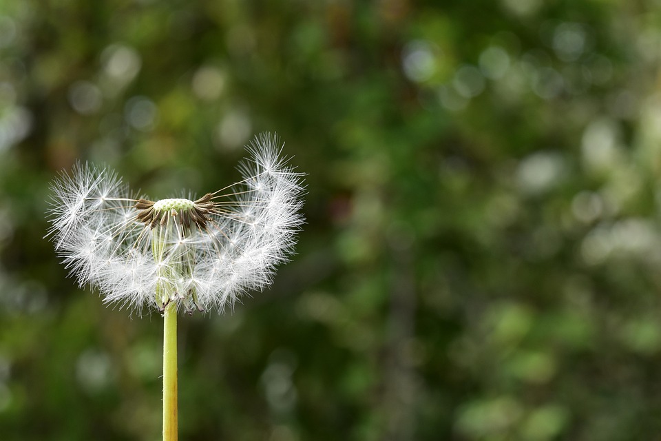 Garzetta Tarassaco Egret Acheni Foto Gratis Su Pixabay