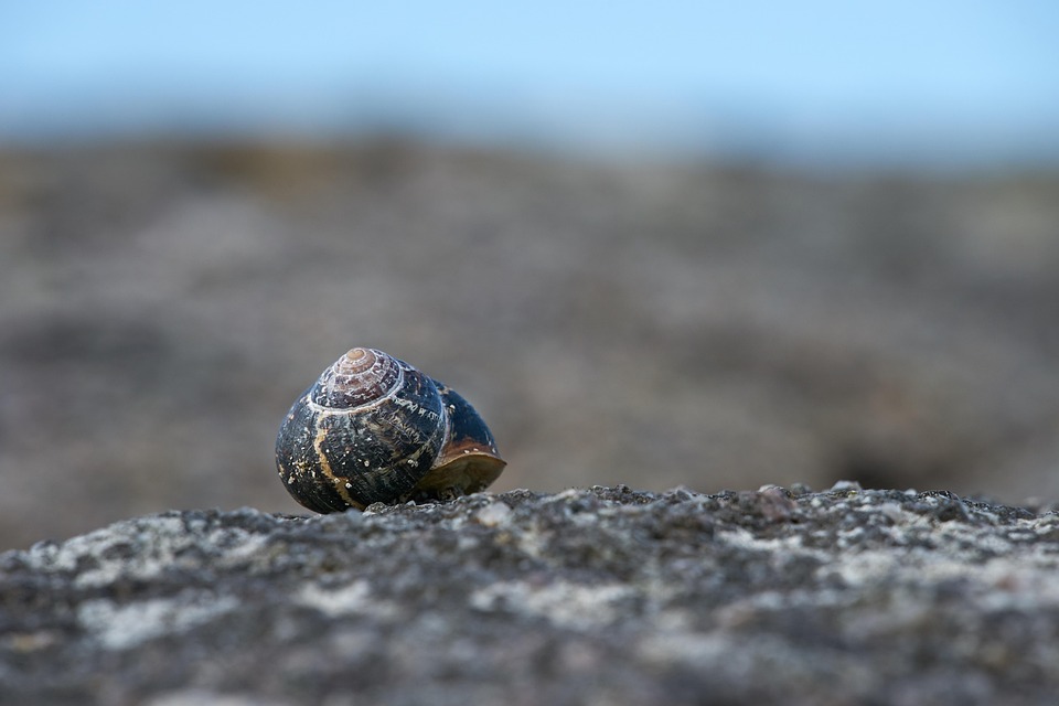 Snail Ireland Coast Free photo on Pixabay Pixabay