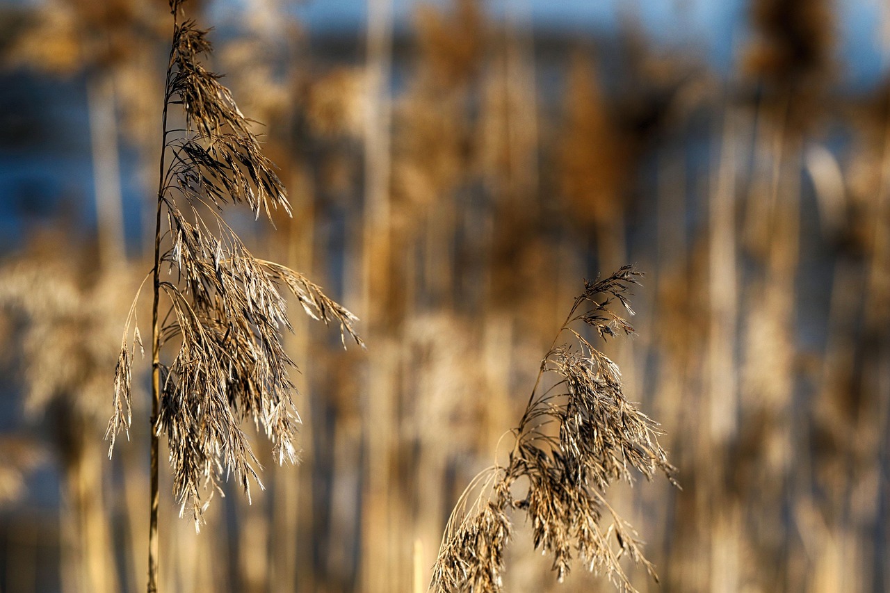 Straw Grass Growth Free photo on Pixabay Pixabay