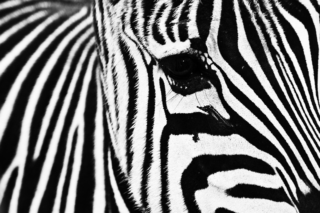 Cebra, Animal, Rayas, Zoo