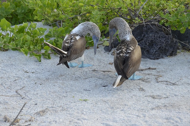 Free Galapagos Blauwvoetgent photo and picture